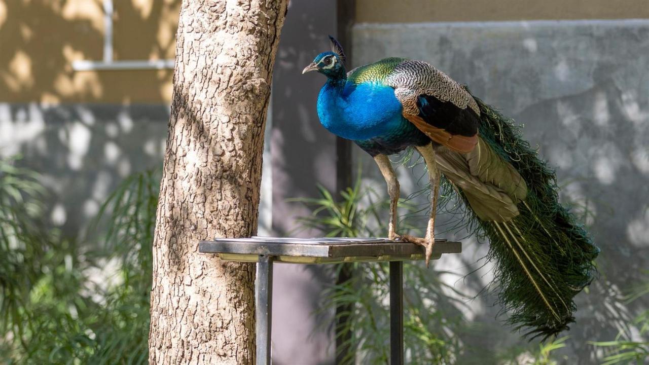Birds Resort Хамбантота Экстерьер фото